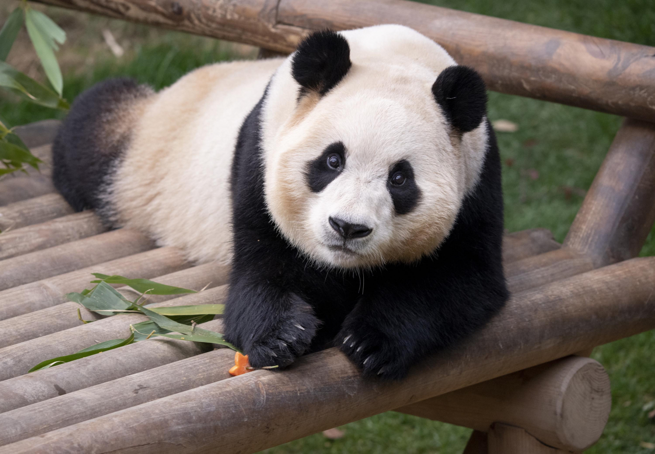 Cina-Corea, il Presidente Lee interviene sul dibattito della "panda diplomacy"