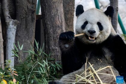 Cinque panda giganti dopo la quarantena di 20 giorni debuttano a Fuzhou