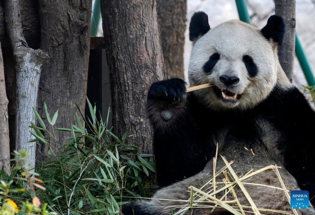 Cinque panda giganti dopo la quarantena di 20 giorni debuttano a Fuzhou