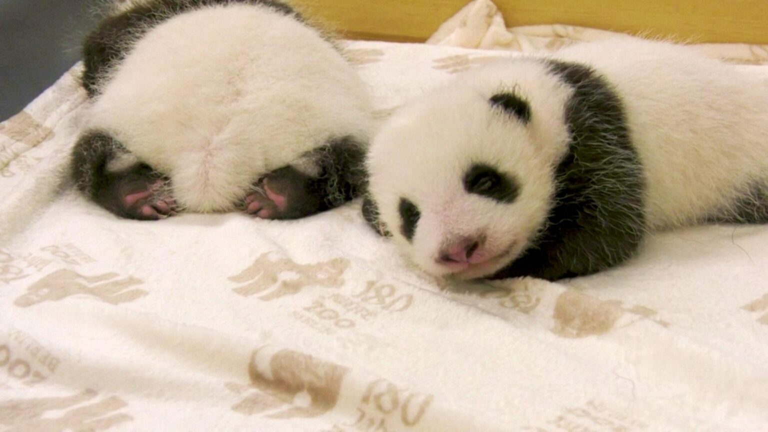 Cuccioli di panda gigante: le nascite del 2024