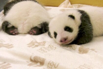 Cuccioli di panda gigante: le nascite del 2024