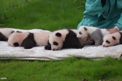 Cuccioli di panda gigante: l'elenco delle nascite del 2025