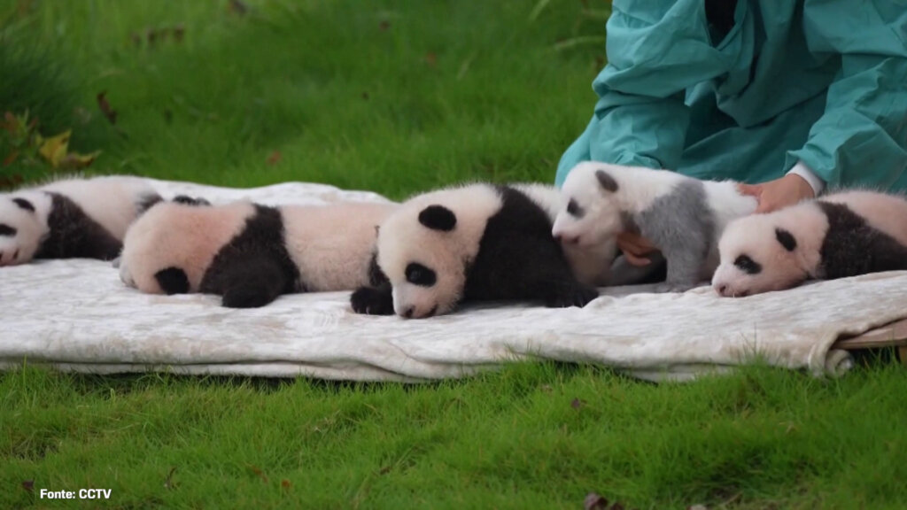 Cuccioli di panda gigante: l'elenco delle nascite del 2025