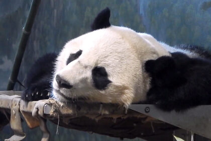 Dove dormono i panda giganti: alberi, nidi e strategie di sopravvivenza