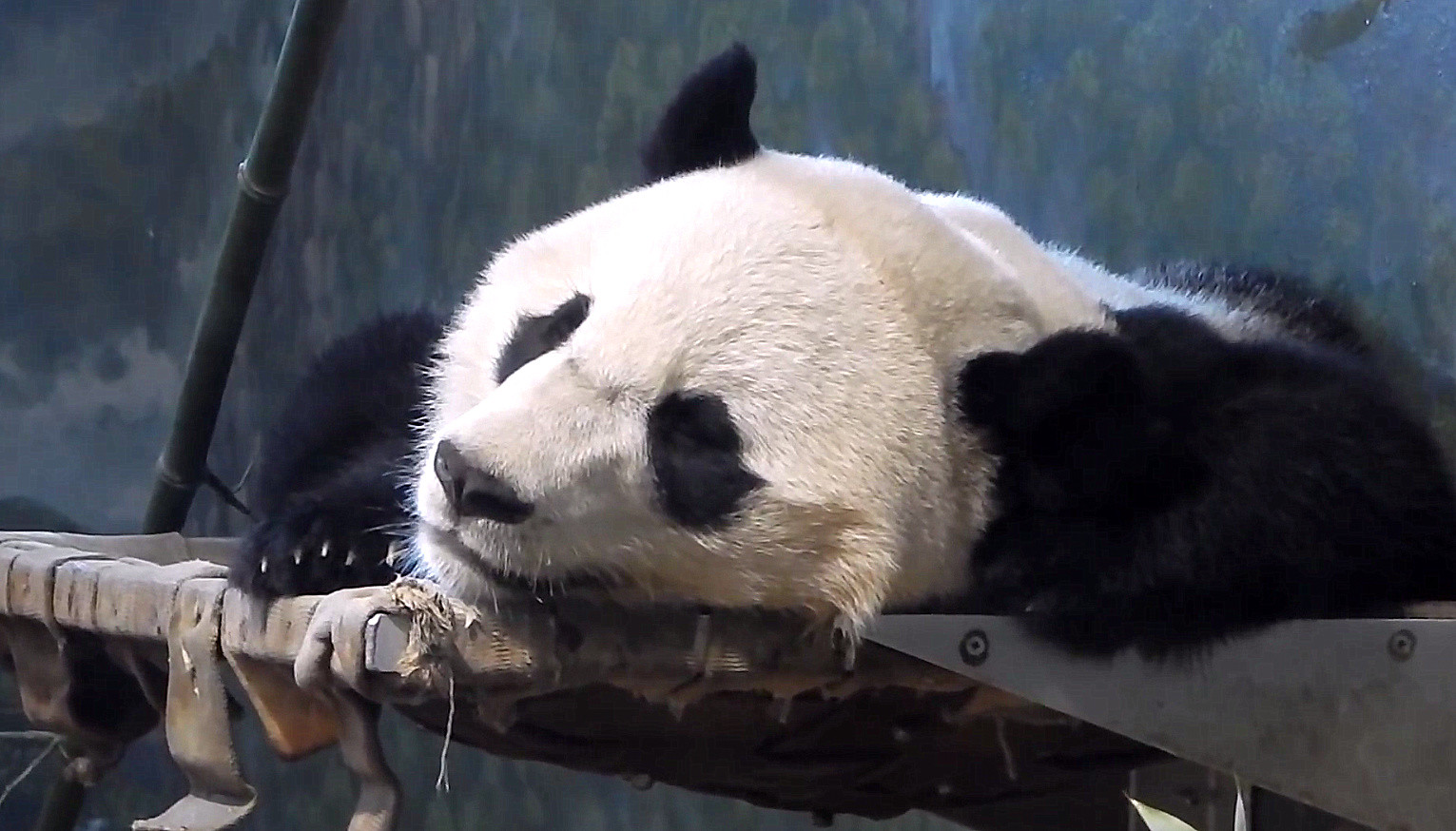 Dove dormono i panda giganti: alberi, nidi e strategie di sopravvivenza