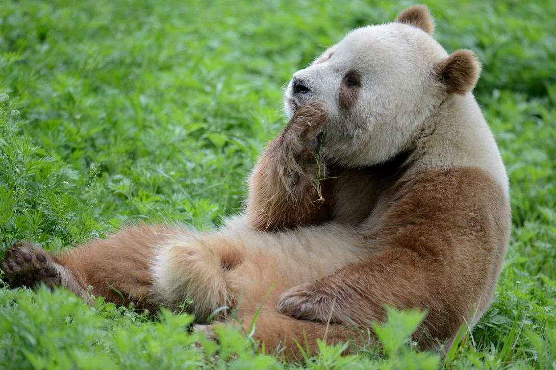 Foping Panda Valley, la storia: la Valle dei Panda nel Cuore del Qinling