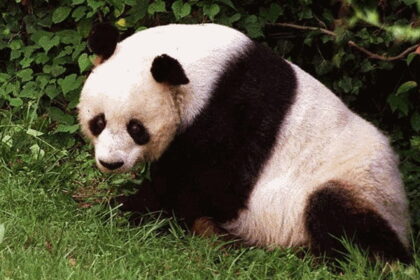 Fuzhou Research Center: storia, cosa fa e perché è fondamentale per panda giganti e sviluppo sostenibile