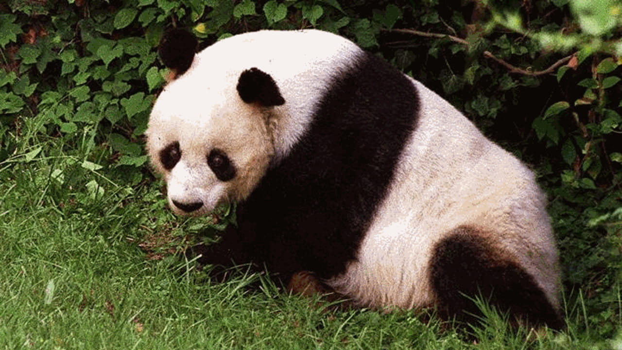 Fuzhou Research Center: storia, cosa fa e perché è fondamentale per panda giganti e sviluppo sostenibile