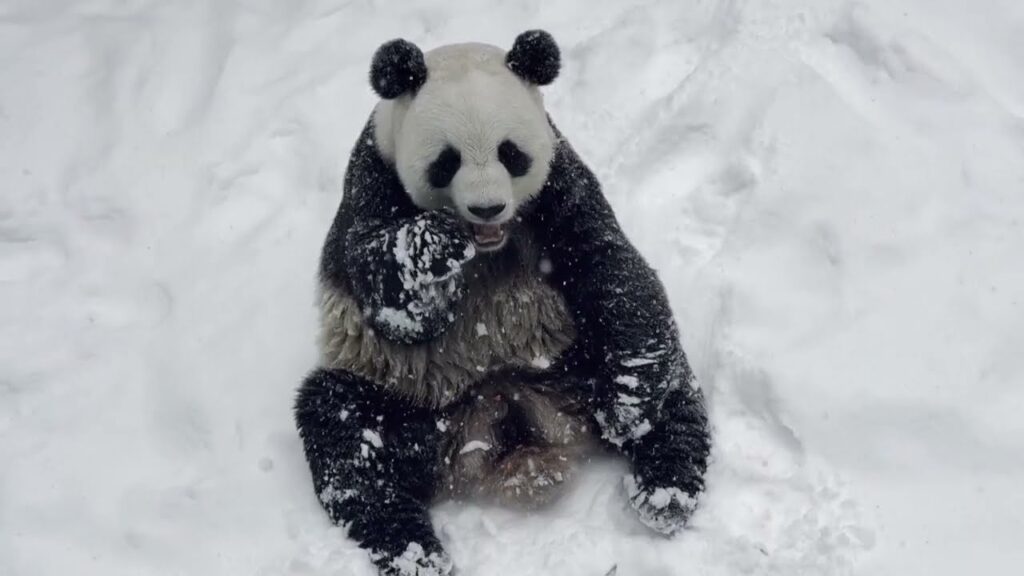Giochi dei panda giganti negli zoo e centri 2026: Ling Yan e scivoli impossibili da perdere