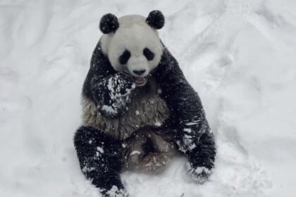 Giochi dei panda giganti negli zoo e centri 2026: Ling Yan e scivoli impossibili da perdere