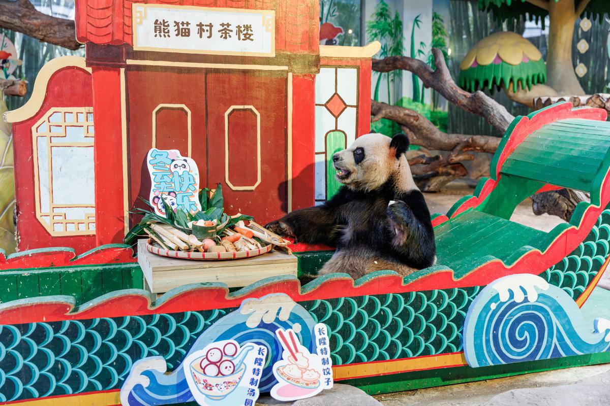 Guangdong, Guangzhou Chimelong Safari Park: storia, panda giganti e parco safari