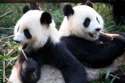 I due panda in Giappone partono per la Cina: Xiao Xiao e Lei Lei lasciano Ueno Zoo