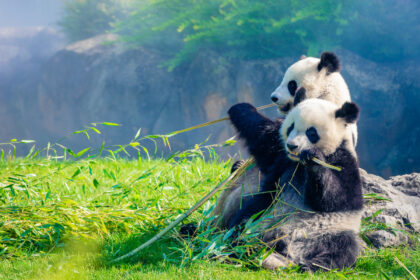I panda giganti in natura: 1.800-1.900 esemplari protetti e monitorati, la cura e dove vivono