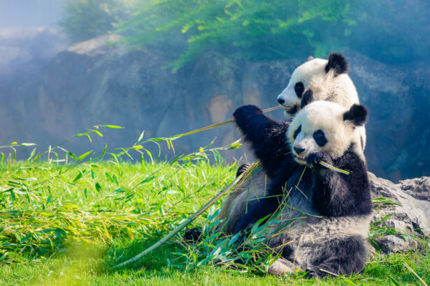 I panda giganti in natura: 1.800-1.900 esemplari protetti e monitorati, la cura e dove vivono