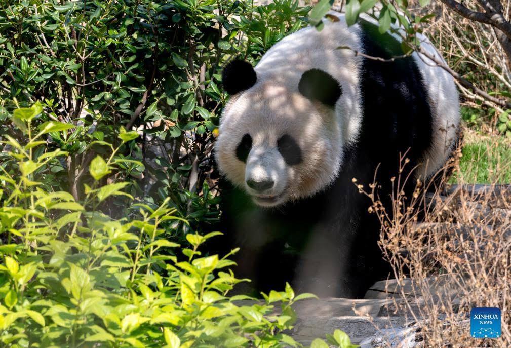 Il debutto dei cinque panda giganti a Fuzhou