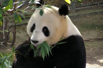 Il panda che ha finto la gravidanza per avere più cibo: la vera storia di Ai Hin e delle “false gravidanze”