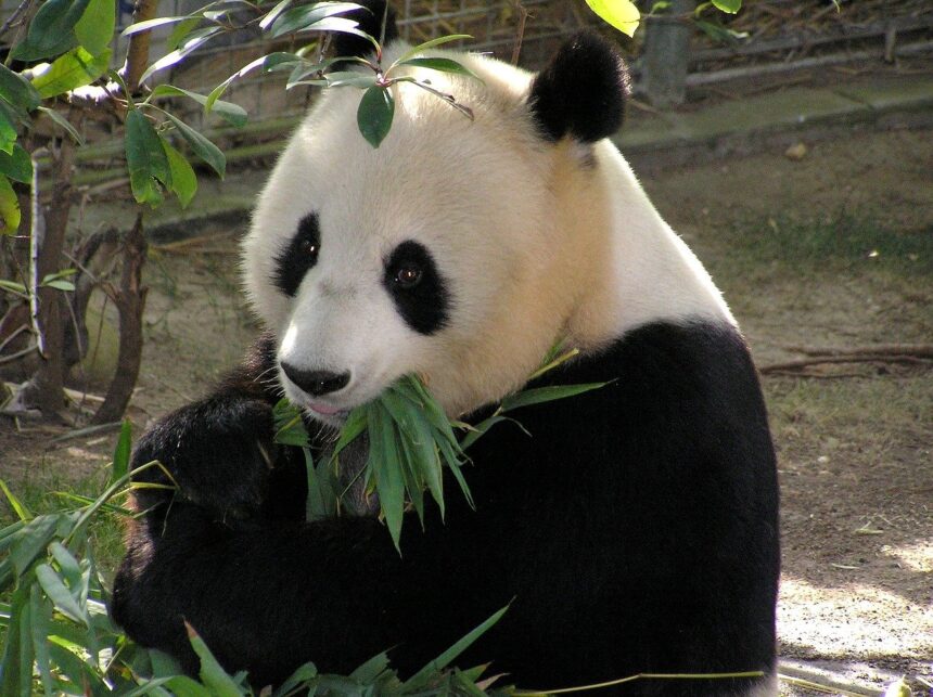 Il panda che ha finto la gravidanza per avere più cibo: la vera storia di Ai Hin e delle “false gravidanze”