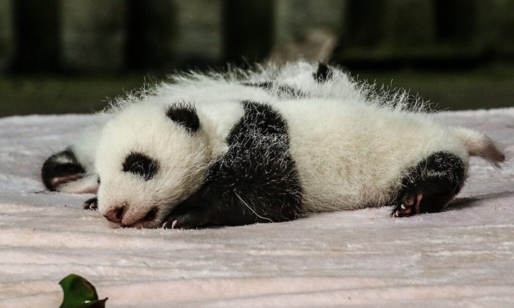 Il 'segreto' cinese: perché i cuccioli di panda tornano in Cina dopo 4 anni