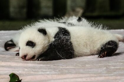 Il 'segreto' cinese: perché i cuccioli di panda tornano in Cina dopo 4 anni