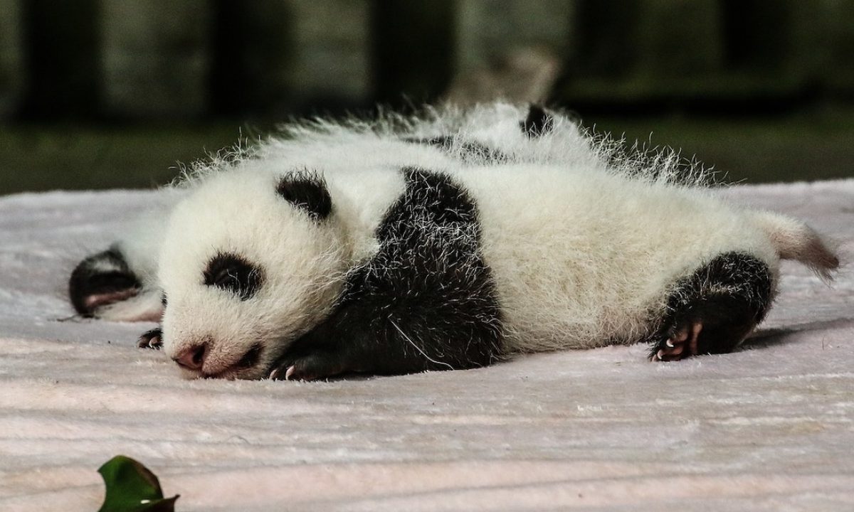 Il 'segreto' cinese: perché i cuccioli di panda tornano in Cina dopo 4 anni