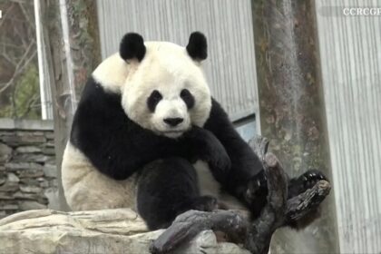 Il singhiozzo nei panda giganti: motivazioni, VIDEO, cause, reazioni irresistibili, curiosità