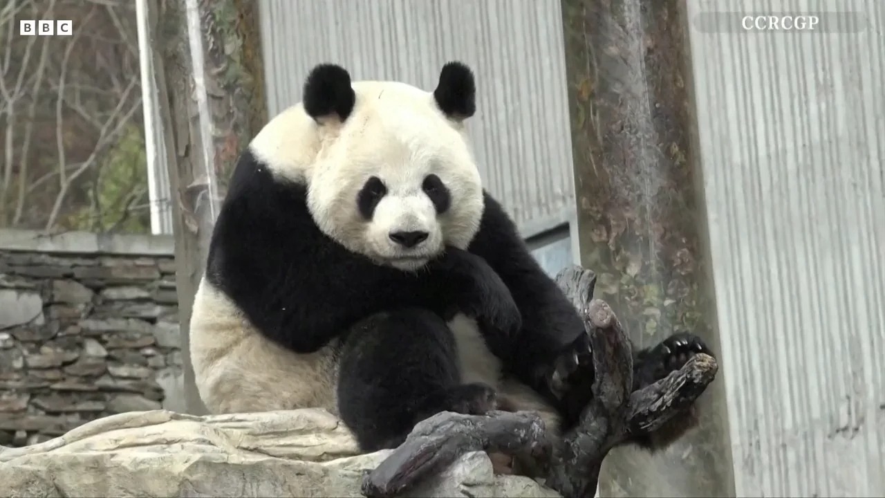 Il singhiozzo nei panda giganti: motivazioni, VIDEO, cause, reazioni irresistibili, curiosità