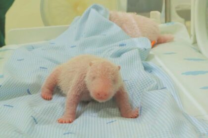 Indonesia-Rio-il-primo-cucciolo-di-panda-compie-40-giorni.jpeg