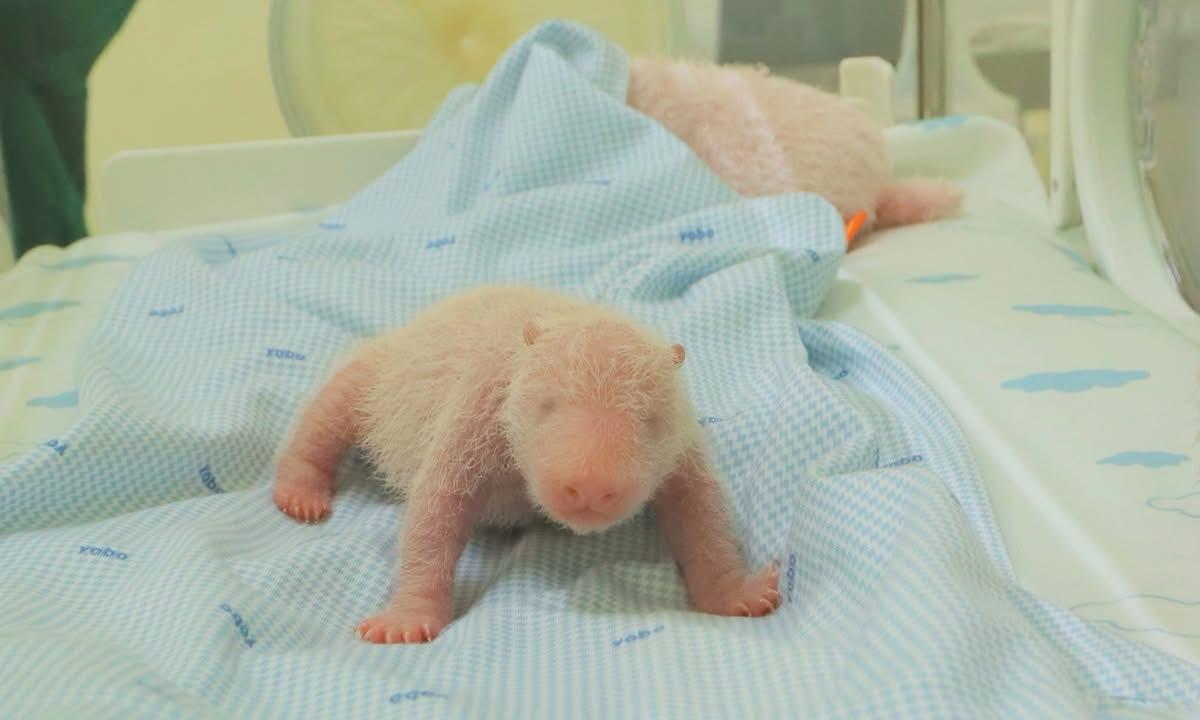 Indonesia-Rio-il-primo-cucciolo-di-panda-compie-40-giorni.jpeg