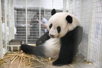 Leggi cinesi per la tutela del panda gigante: pene severe e strategie di tutela