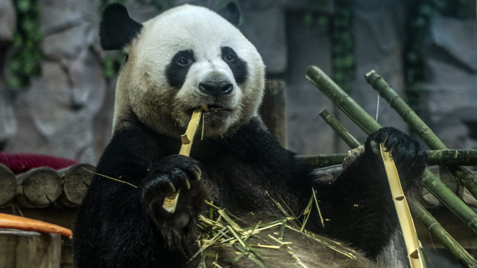Ling Yan: il panda re degli scivoli – la biografia completa 2026