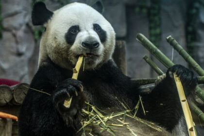 Ling Yan: il panda re degli scivoli – la biografia completa 2026