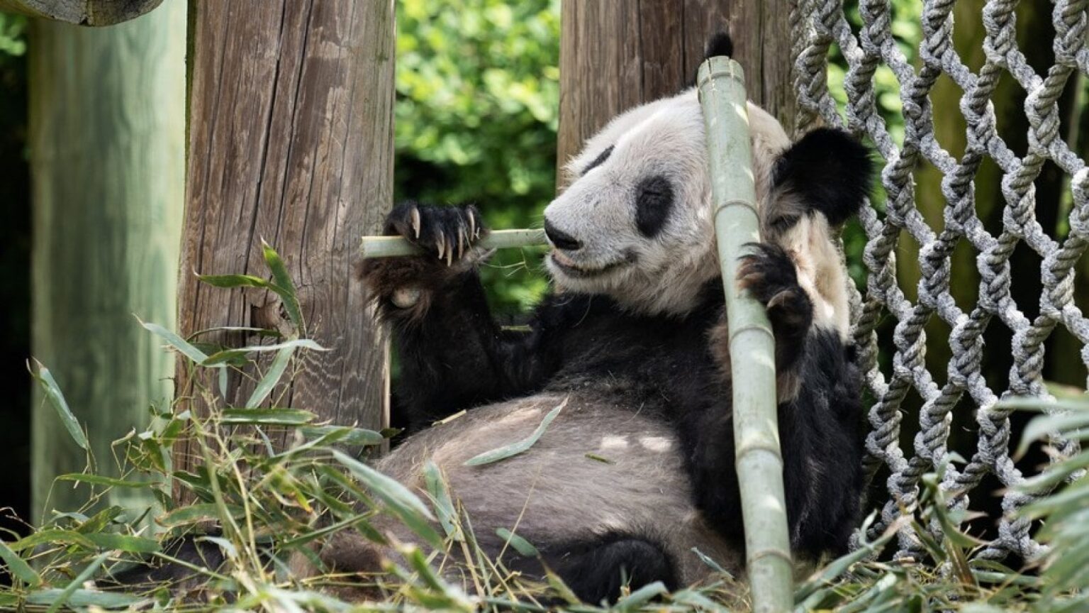 Malattie dei panda giganti: cosa rischiano davvero e come li proteggono i veterinari
