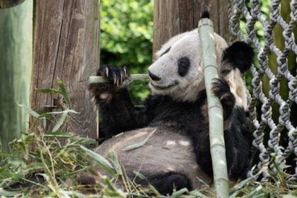 Malattie dei panda giganti: cosa rischiano davvero e come li proteggono i veterinari