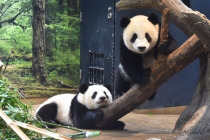 Panda gemelli Xio Lei e Lei Lei nello Zoo Ueno a Tokyo: l'ultimo saluto il 25 Gennaio 2026