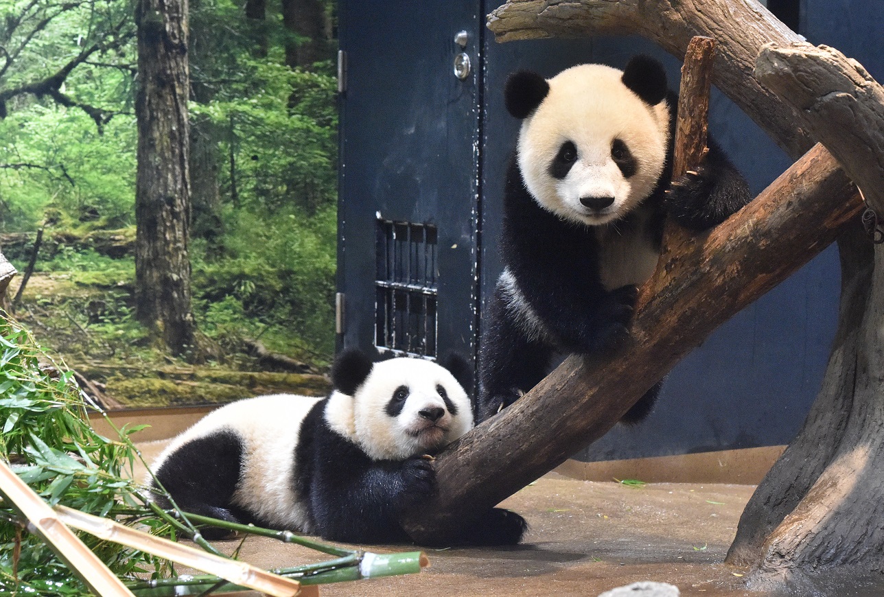 Panda gemelli Xio Lei e Lei Lei nello Zoo Ueno a Tokyo: l'ultimo saluto il 25 Gennaio 2026