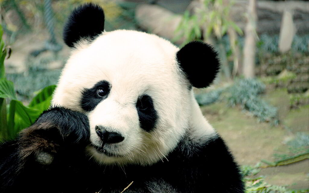 Perché il panda maschio vive da solo e non con moglie e figli? Le motivazioni