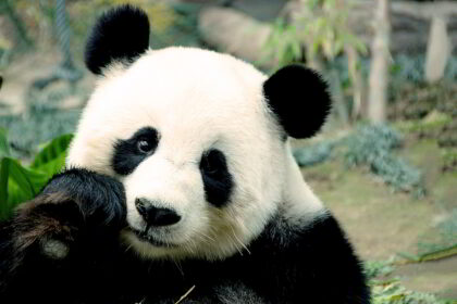 Perché il panda maschio vive da solo e non con moglie e figli? Le motivazioni