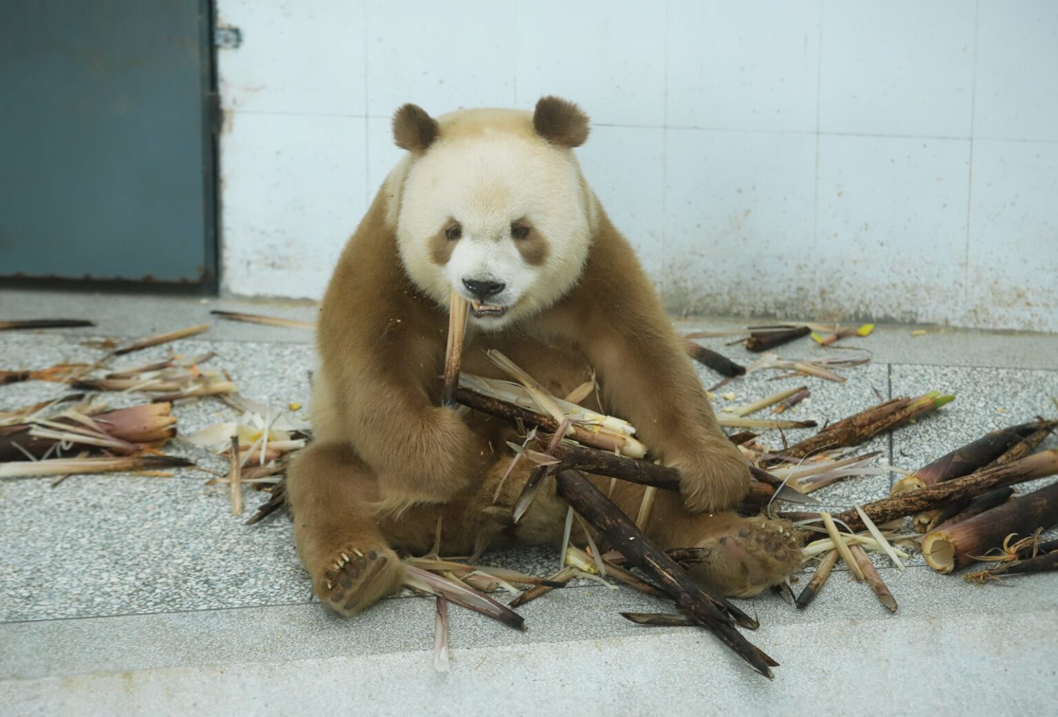 Qinling Giant Panda Research Center, la storia: il regno di Qi Zai a Xi'an