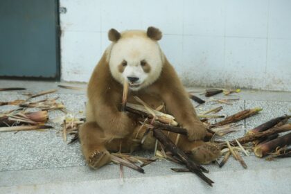 Qinling Giant Panda Research Center, la storia: il regno di Qi Zai a Xi'an