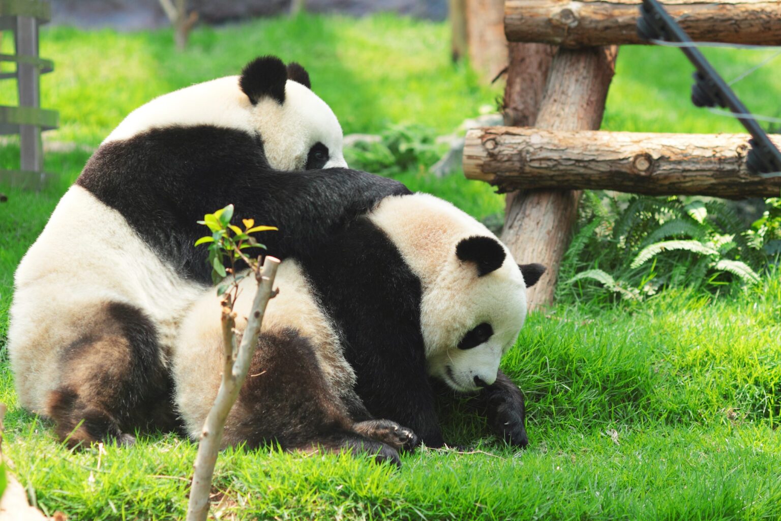 Quando vedere i panda giganti? La stagione migliore per ammirarli