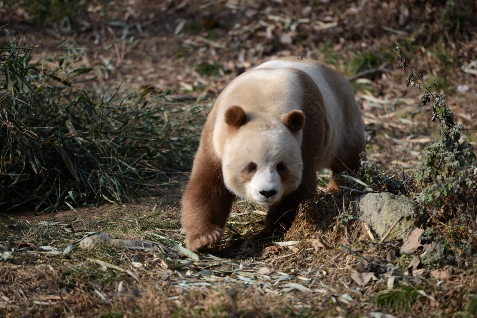 Shaanxi Rare Wild Animal Breeding Center Louguantai: storia e l'oasi dei "Quattro Tesori Qinling"