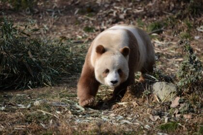 Shaanxi Rare Wild Animal Breeding Center Louguantai: storia e l'oasi dei "Quattro Tesori Qinling"