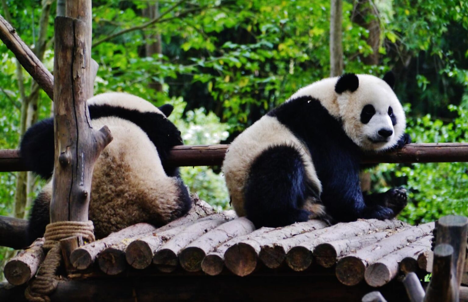 Sichuan, santuari del panda gigante: Wolong, Siguniang, Jiajin