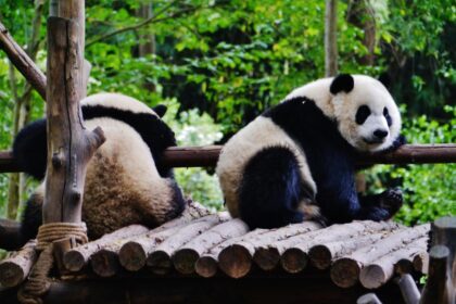 Sichuan, santuari del panda gigante: Wolong, Siguniang, Jiajin