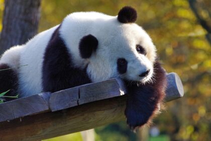 Tre uomini processati per aver ucciso e venduto 35 kg di carne di panda: il caso choc del 2015