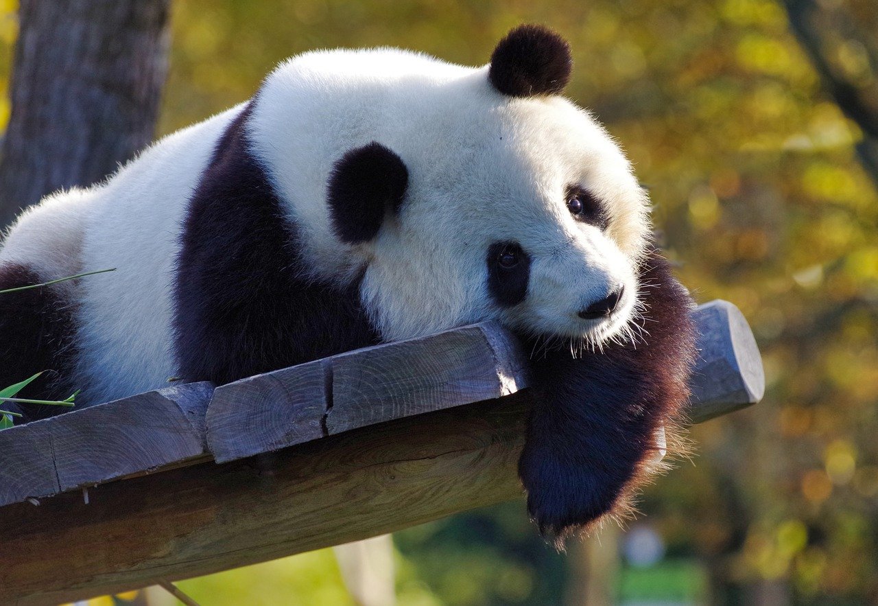Tre uomini processati per aver ucciso e venduto 35 kg di carne di panda: il caso choc del 2015