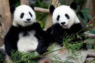 Zoo Negara: il Ministro Datuk Seri Arthur Joseph Kurup visita i panda Chen Xing e Xiao Yue
