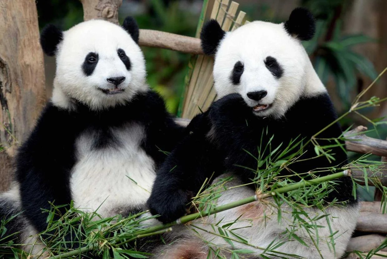 Zoo Negara: il Ministro Datuk Seri Arthur Joseph Kurup visita i panda Chen Xing e Xiao Yue
