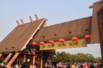 Zoo di Shanghai, la storia: il paradiso dei panda giganti, perché è fondamentale