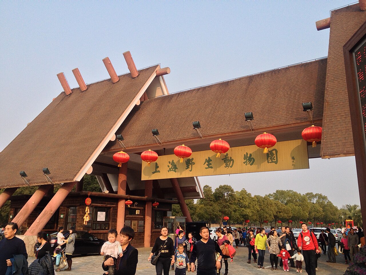 Zoo di Shanghai, la storia: il paradiso dei panda giganti, perché è fondamentale